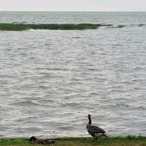 Meet your Posher, Jerry